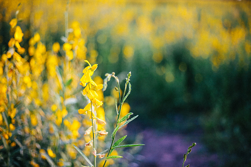 brown skin man travel in yellow flower field