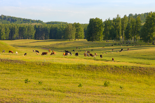 Pasture. Meadow