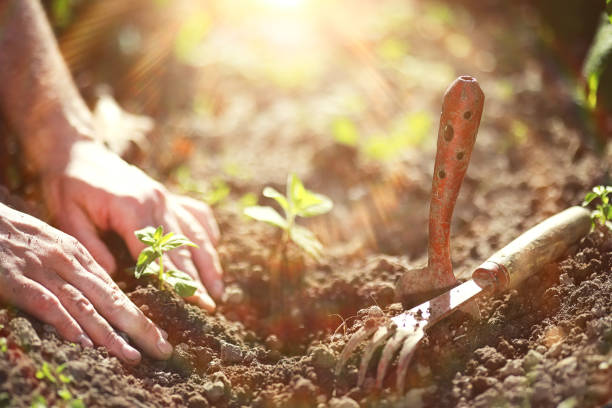 istock Small sprout for landing in the ground in hands 1184584327