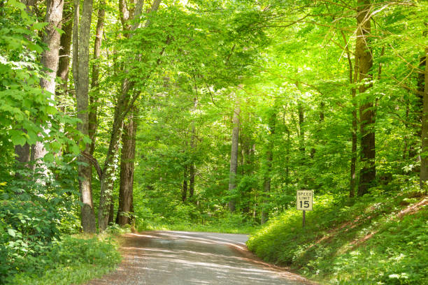 istock Road off the beaten path 1184585108