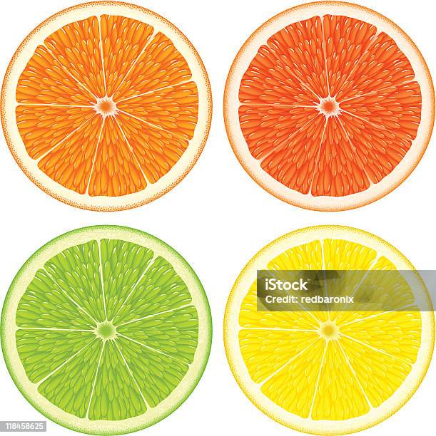 Цитрусовый Ломтика — стоковая векторная графика и другие изображения на тему Лимон - Лимон, Ломтик, Апельсин
