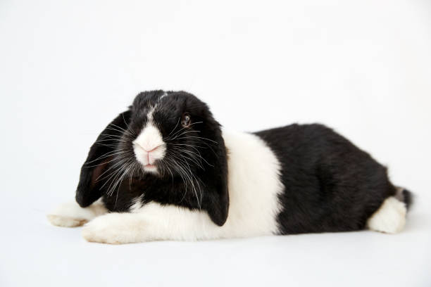 istock Studio Portrait Of Miniature Black And White Flop Eared Rabbit Lying On White Background 1184587347