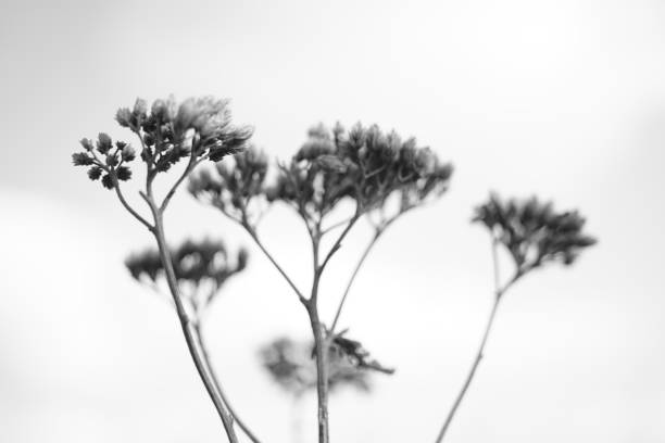 istock Dry autumn wild flowers in sky background. 1184587776
