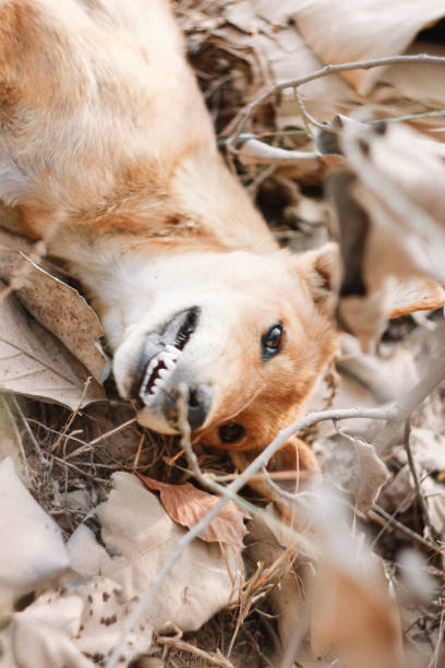 istock Angry little dog 1184587818
