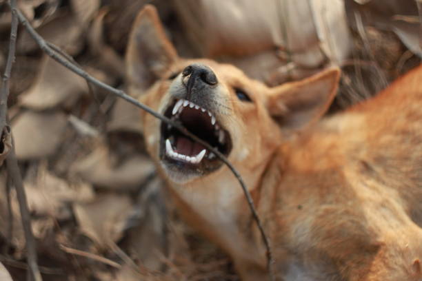 istock Angry little dog 1184587842