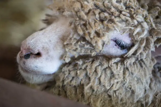 Photo of Close-up of view of a sheep's face