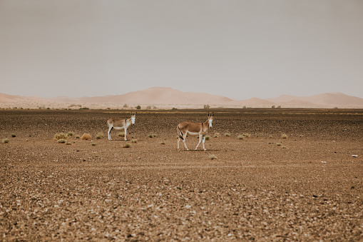 Two donkeys standing in the middle of Sahara desert in Morocco.