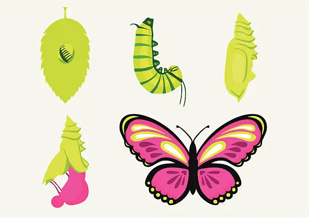 Vector illustration of Metamorphosis-Caterpillar into Butterfly