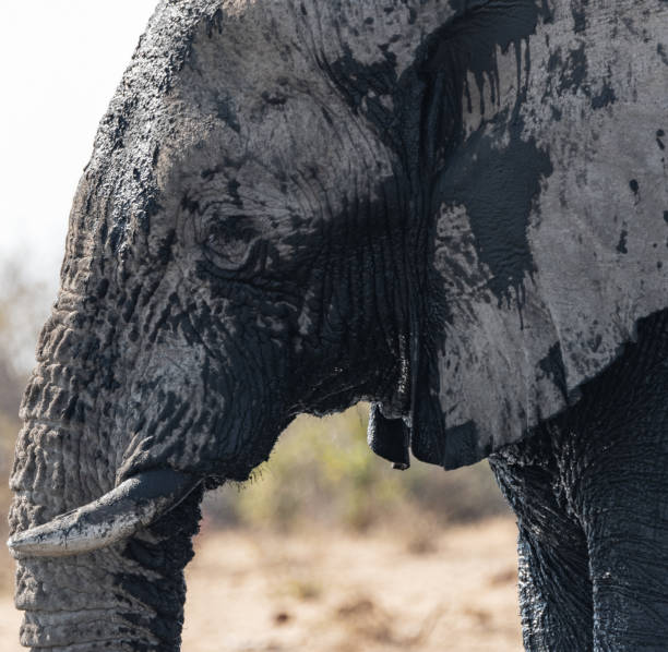 istock Elephants at a waterhole in Etosha national park 1184590351
