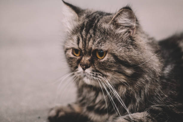 istock Cute Persia cat trying to sleep 1184591049