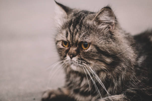 istock Cute Persia cat trying to sleep 1184591141
