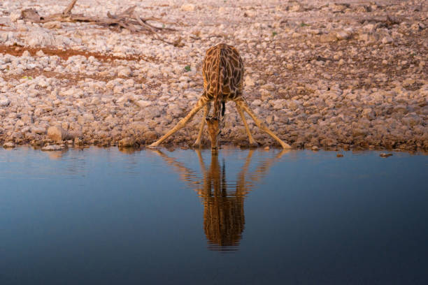 istock Giraffe drinks water at sunrise in Etosha National Park, Namibia 1184592055