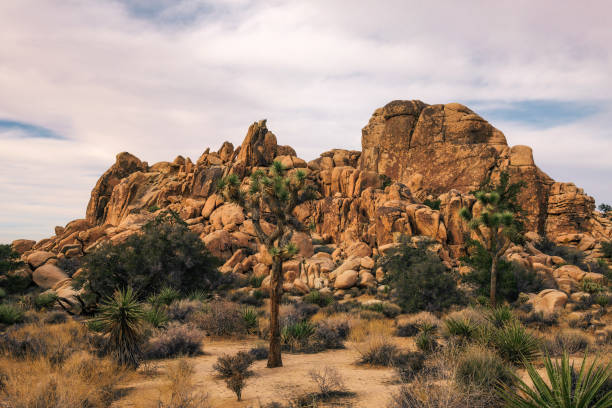 istock Desert trail in Joshua Tree National Park, 1184592137