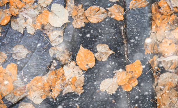 istock Autumn park in the first snow 1184592788
