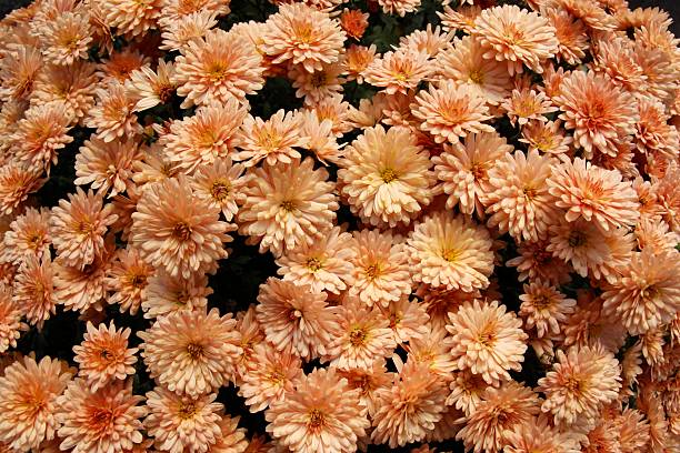 Chrysanthemum. stock photo