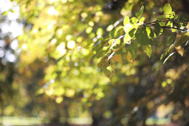 istock Autumn background in the park 1184593603