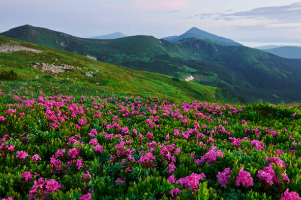 istock Majestic Carpathian mountains. Beautiful landscape. Breathtaking view 1184594144