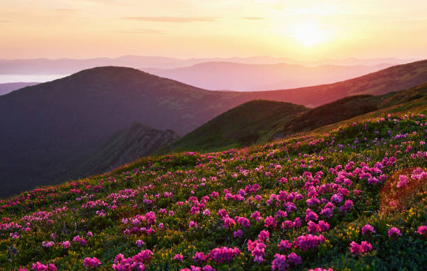 istock Beautiful sunlight. Majestic Carpathian mountains. Breathtaking view 1184594181