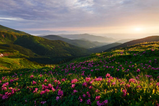 istock Dramatic sunset. Majestic Carpathian mountains. Beautiful landscape. Breathtaking view 1184595904