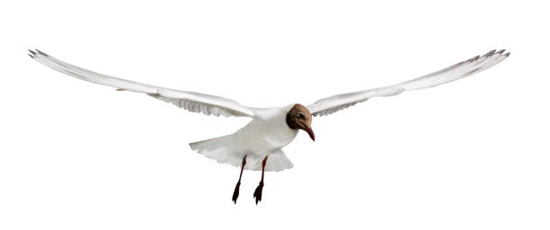 istock isolated black head gull photo 1184596028