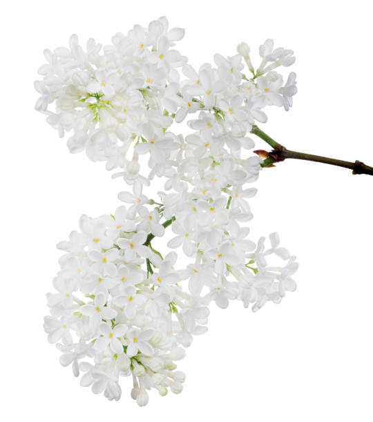 istock pure white isolated lilac blossom 1184596093