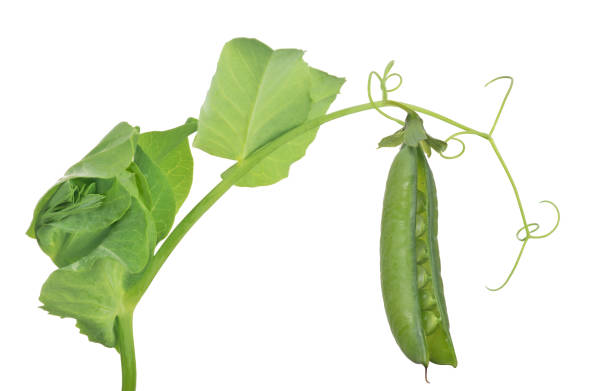istock pea stem with green open pod and leaves 1184596143