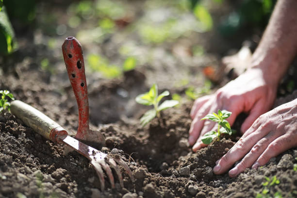 istock Small sprout for landing in the ground in hands 1184596316