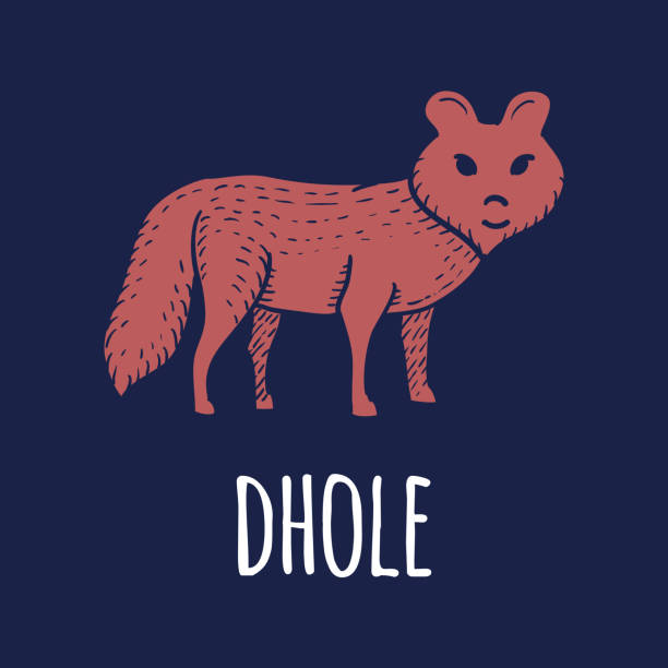Dhole or Dog or Wolf or Fox Hand Drawn on White Background. Vector illustration