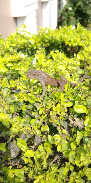 istock Fence chameleon resting on the hedge and basking in the sun 1184597404