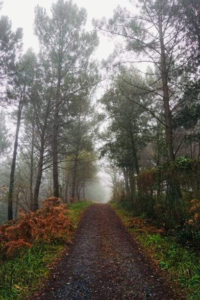 istock road with brown trees in the mountain 1184598400