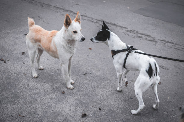 istock Two dogs met on the road, one wants a mating 1184598909
