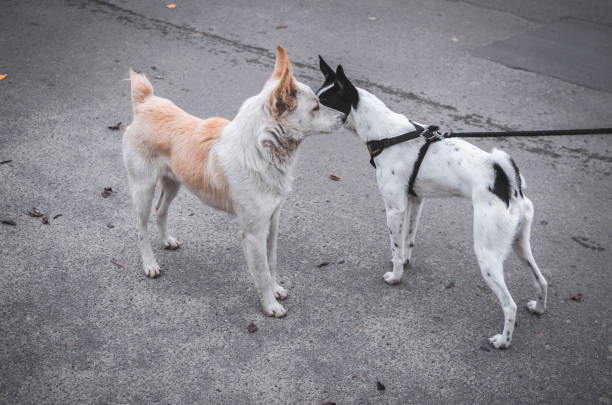 istock Two dogs met on the road, one wants a mating 1184598910