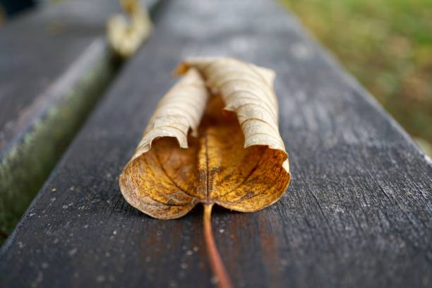 istock yellow tree leaf in the nature in autumn 1184598992