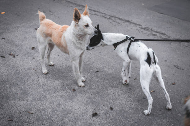 istock Two dogs met on the road, one wants a mating 1184599101