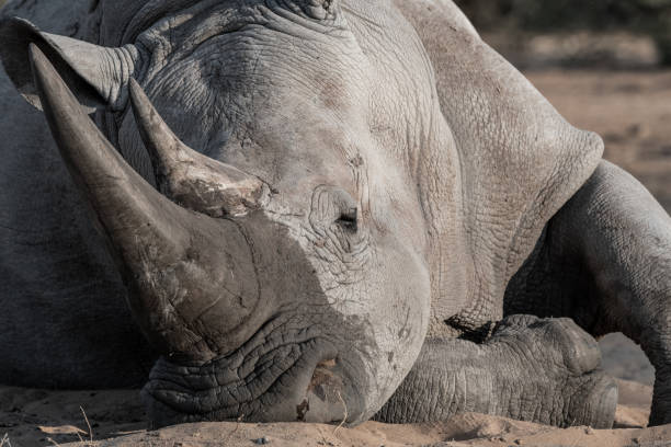 istock Grey rhin of Namibia 1184599853