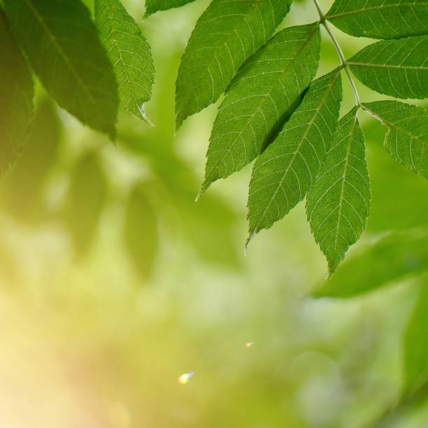 istock green tree leaves and sunlight in the nature 1184600004