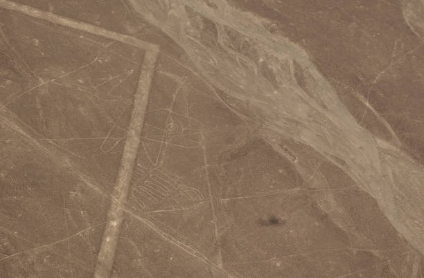 vue panoramique d'avion aérien aux lignes de géoglyphe de nazca aka baleine, ica, pérou - zoomorphic photos et images de collection