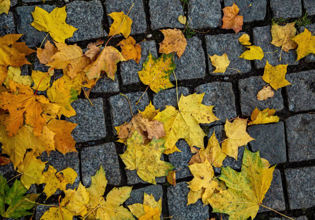 istock Autumn leaves on granite pavers. 1184601126