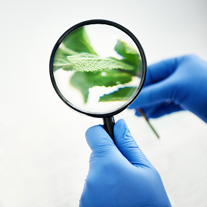 Cropped shot of a female scientist looking at a plant through a magnifying glass