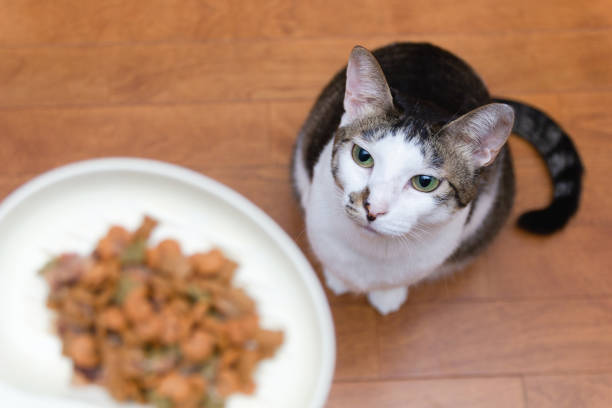 istock Cat looking at cat food 1184604098