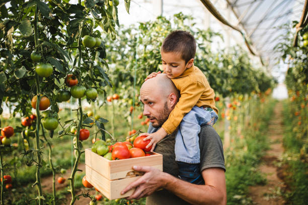 padre e figlio raccolgono il pomodoro in serra - tomato vegetable greenhouse vegetable garden foto e immagini stock