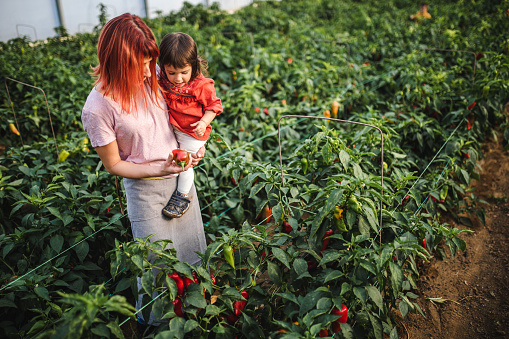Woman with dyed red head holding her daughter in arms  and looking at pepper plants on agriculture field