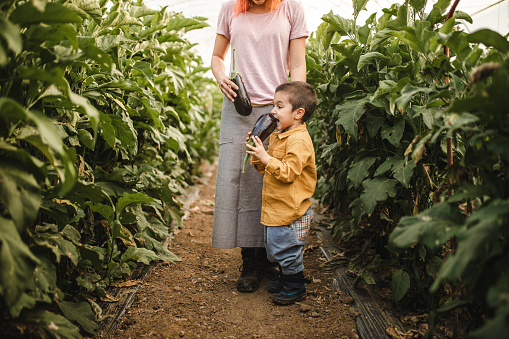 Cute boy harvesting eggplants with his mother on organic farm