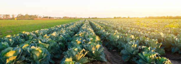 istock Cabbage plantations in the sunset light. Growing organic vegetables. Eco-friendly products. Agriculture and farming. Plantation cultivation. Selective focus 1184607637