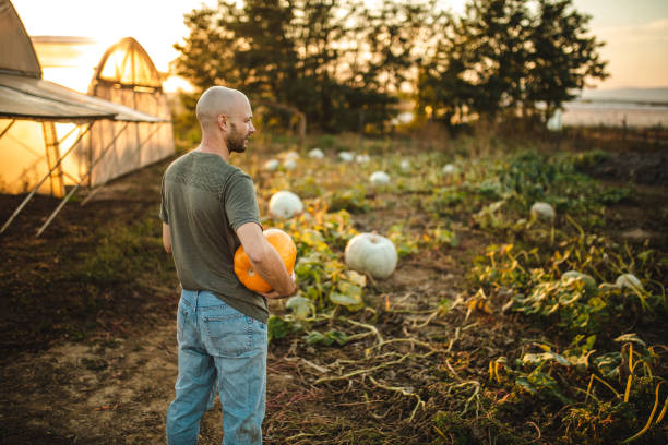 Rear view of with big pumpkin in her hand looking around over field on village