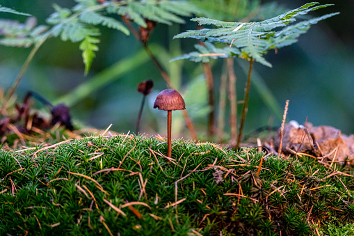 Mushroom,Forest,German Age,Macro Image