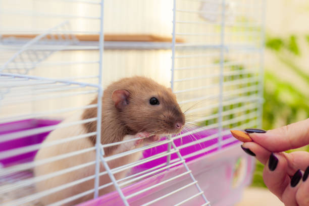 istock Home rat looking to almond nut 1184608868