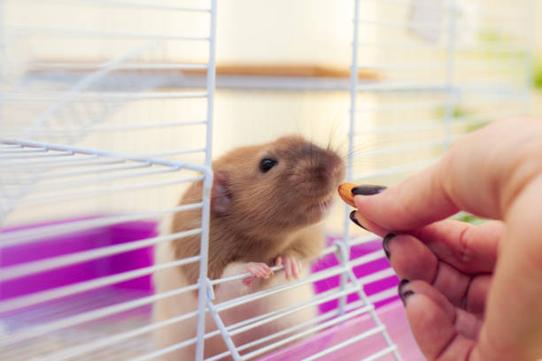istock Home rat looking to almond nut 1184608883