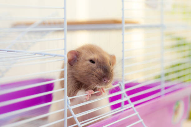 istock Tricky rat looking out of its cell 1184608961