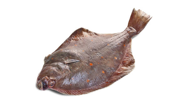 a fisherman holding a flounder Please take a look at my other fishing photos: